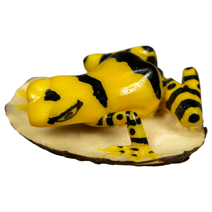 Black And Yellow Golden Frog Tagua Carving