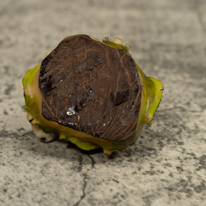 Poison Dart Frog Tagua Carving