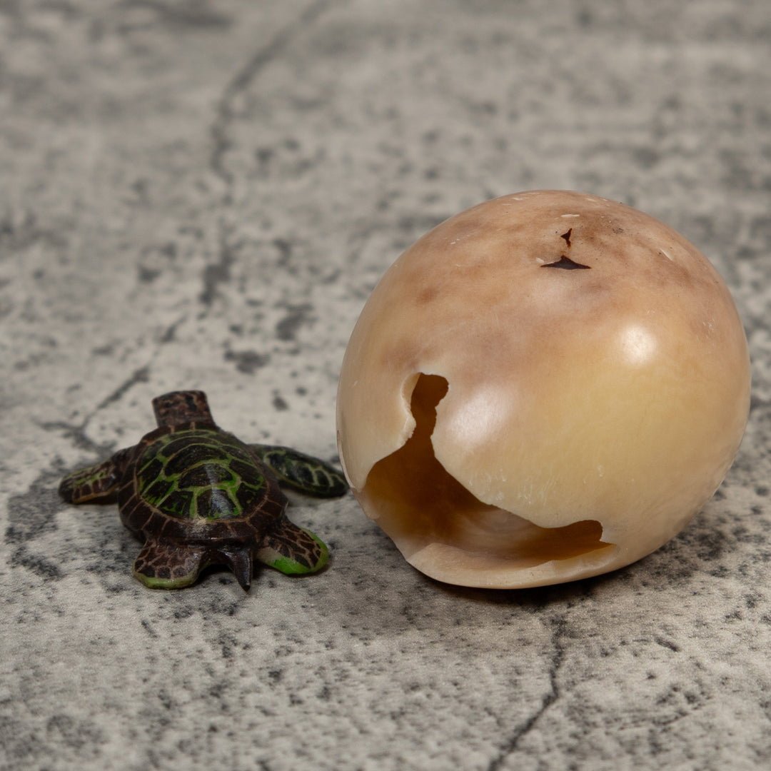 Sea Turtle Emerging From Egg Tagua Carving