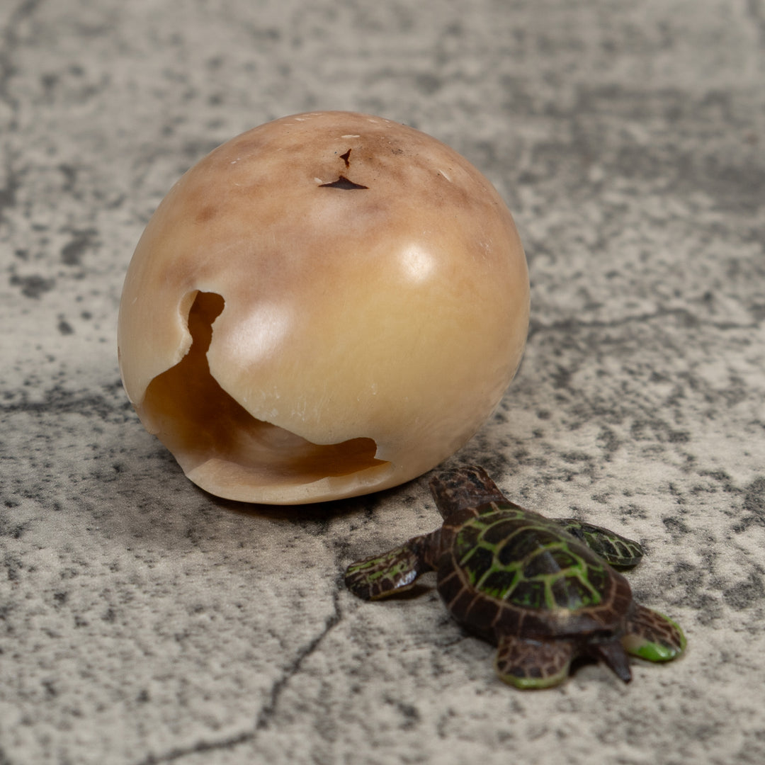 Sea Turtle Emerging From Egg Tagua Carving