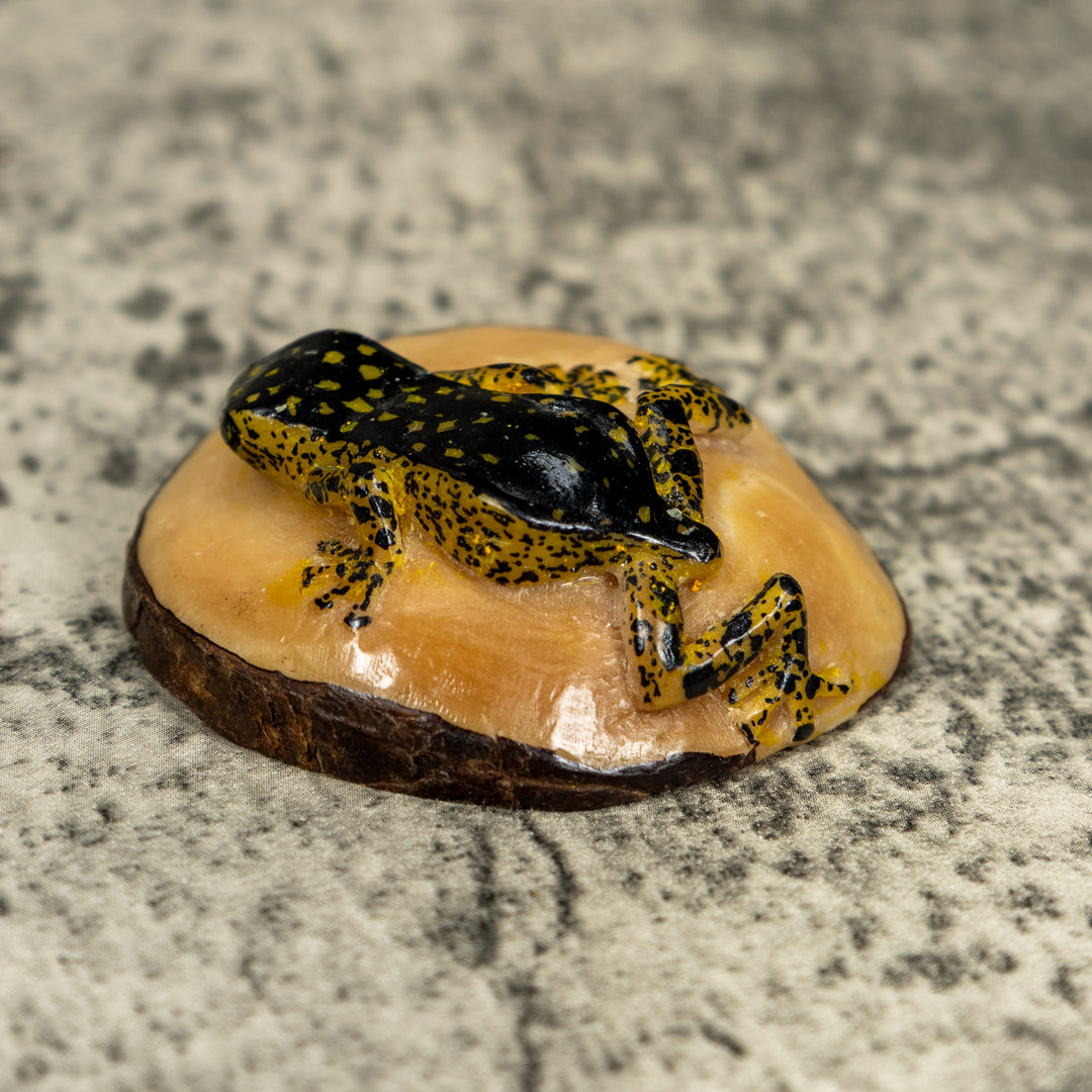 Vintage Black And Gold Rainforest Frog Tagua Carving