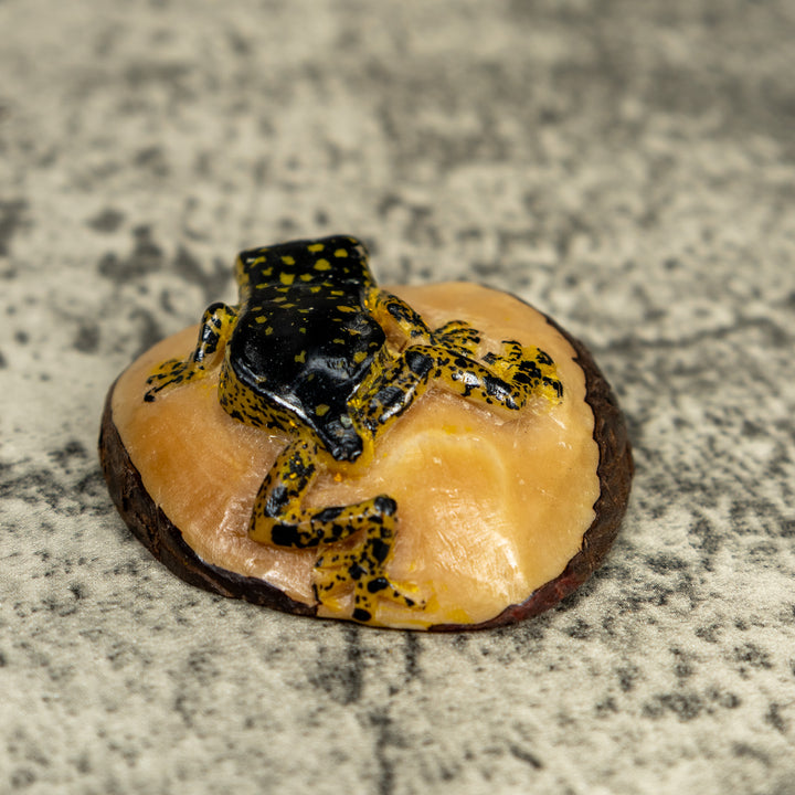 Vintage Black And Gold Rainforest Frog Tagua Carving