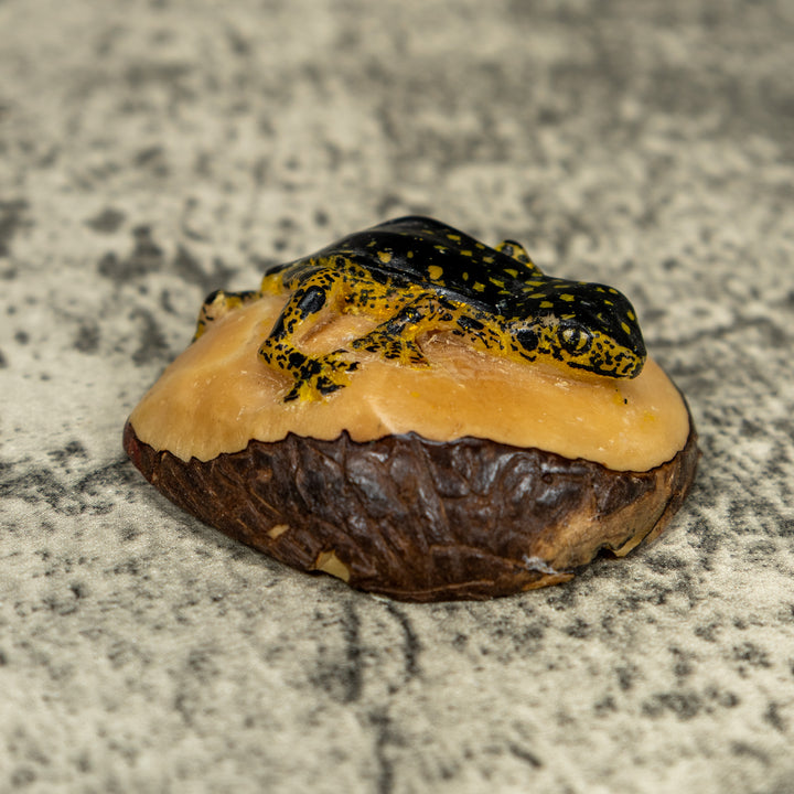 Vintage Black And Gold Rainforest Frog Tagua Carving