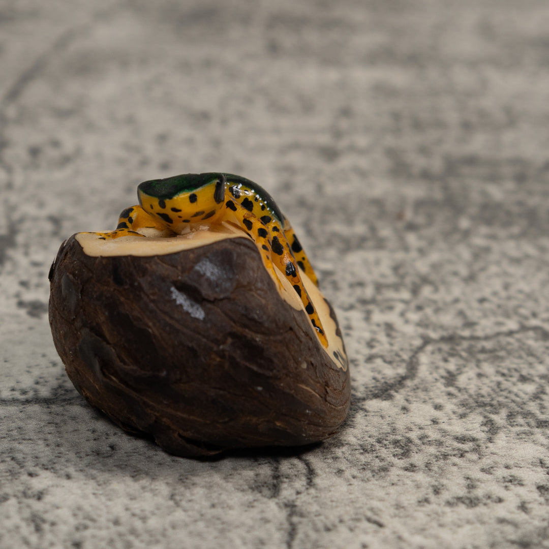 Gold And Black Poison Dart Frog Tagua Carving