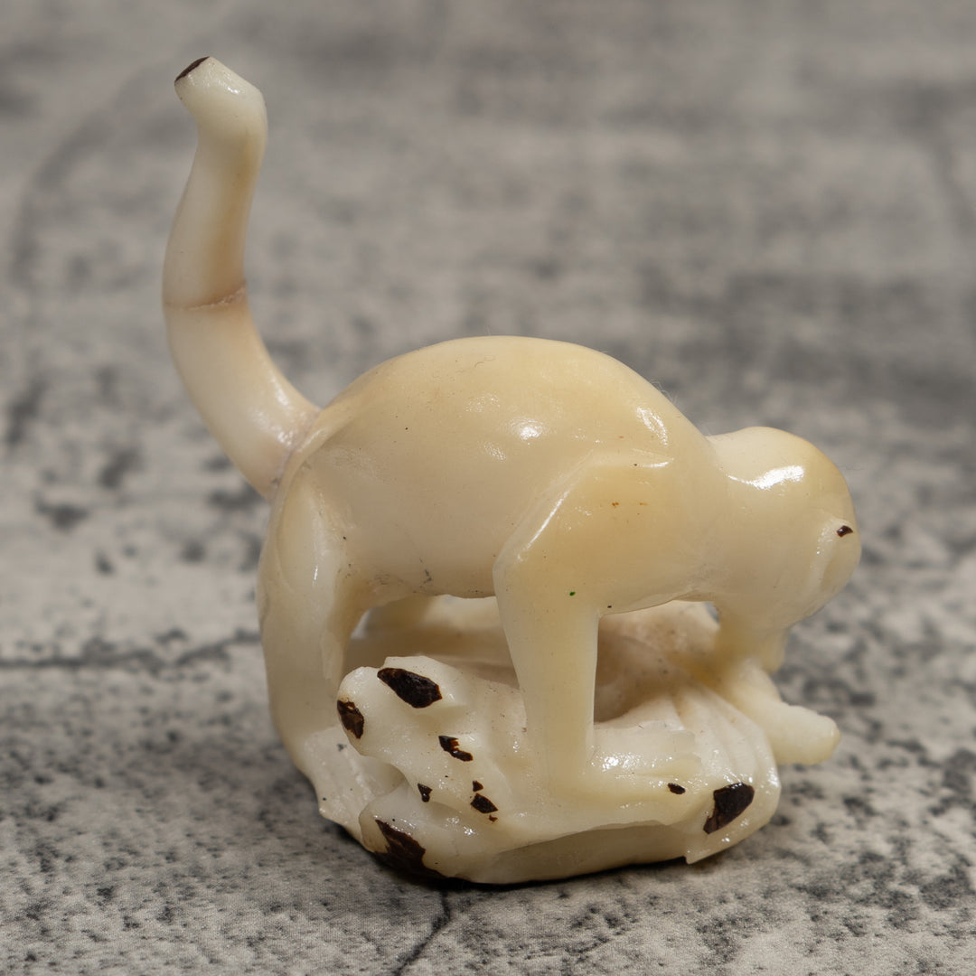 White Natural Coatimundi Eating Yucca Tagua Carving