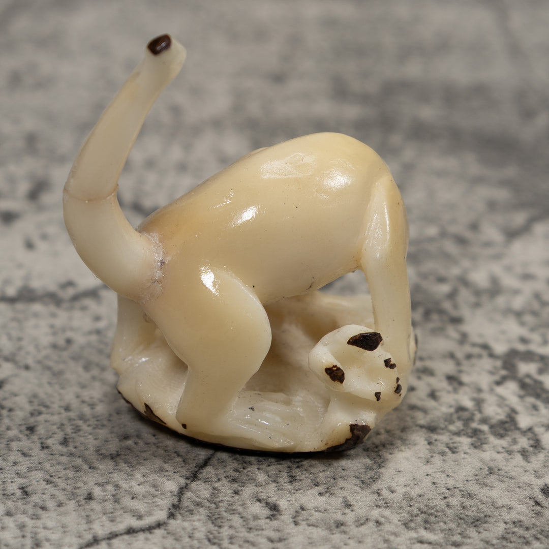 White Natural Coatimundi Eating Yucca Tagua Carving