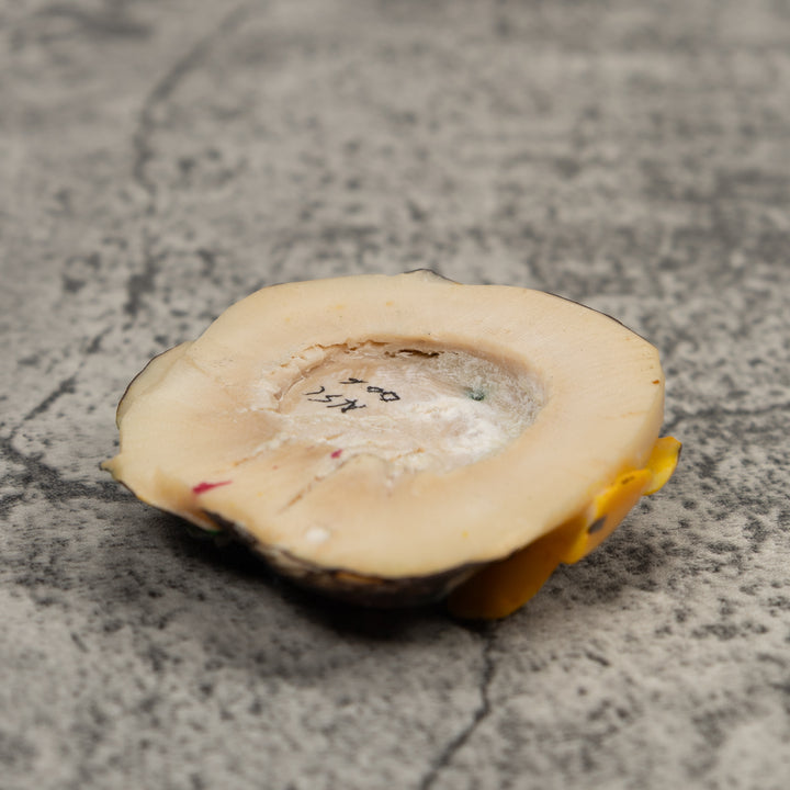 Hummingbird Tagua Carving