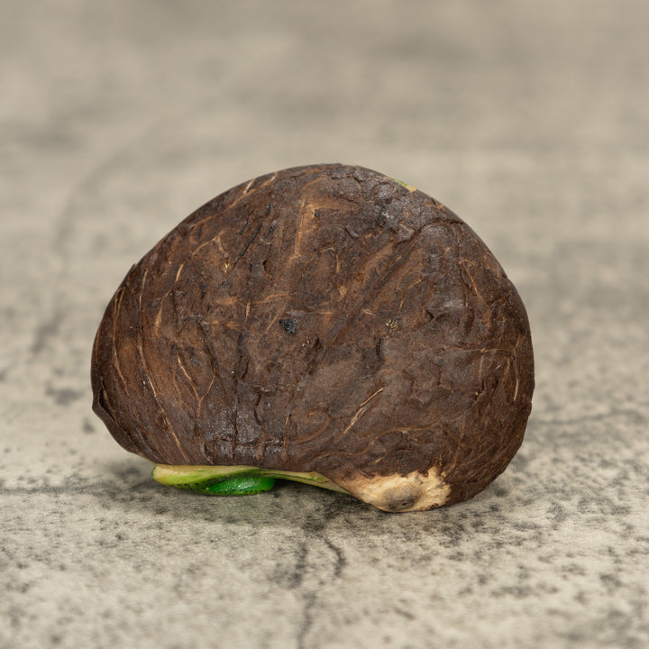 Iguana Lizard Tagua Nut Carving