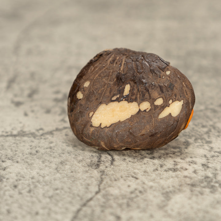 Poison Dart Frog Tagua Nut Carving