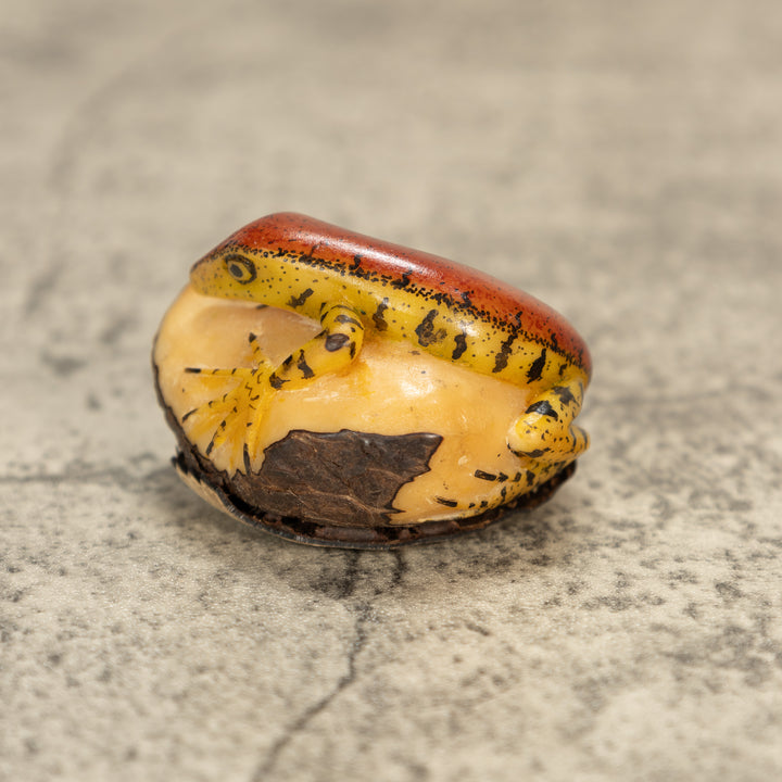 Red And Greenish Gecko Tagua Nut Carving