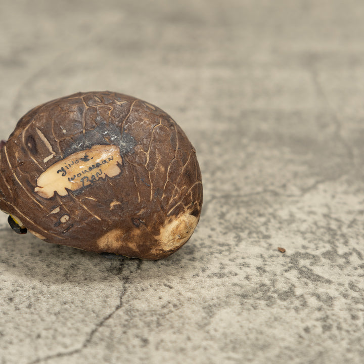 Poison Dart Frog With Leaf Tagua Nut Carving