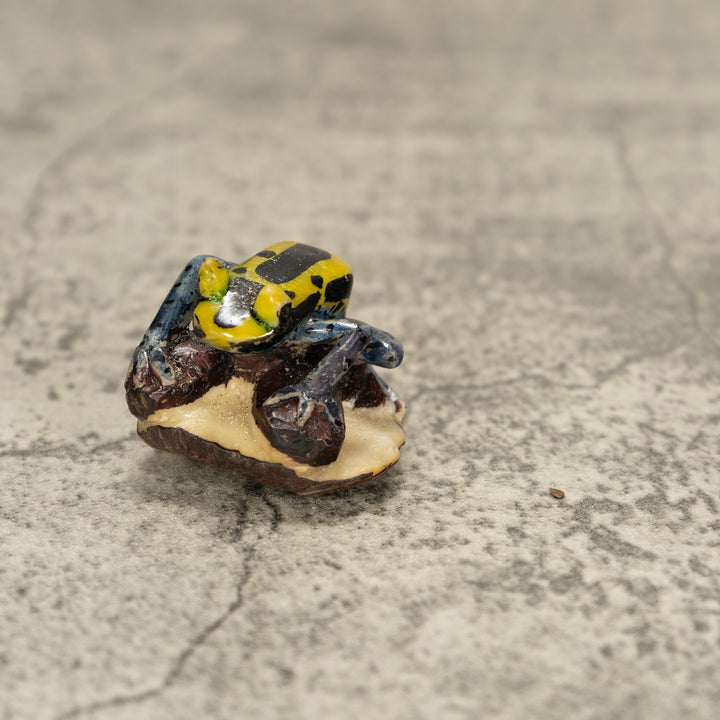 Poison Dart Frog Tagua Nut Carving