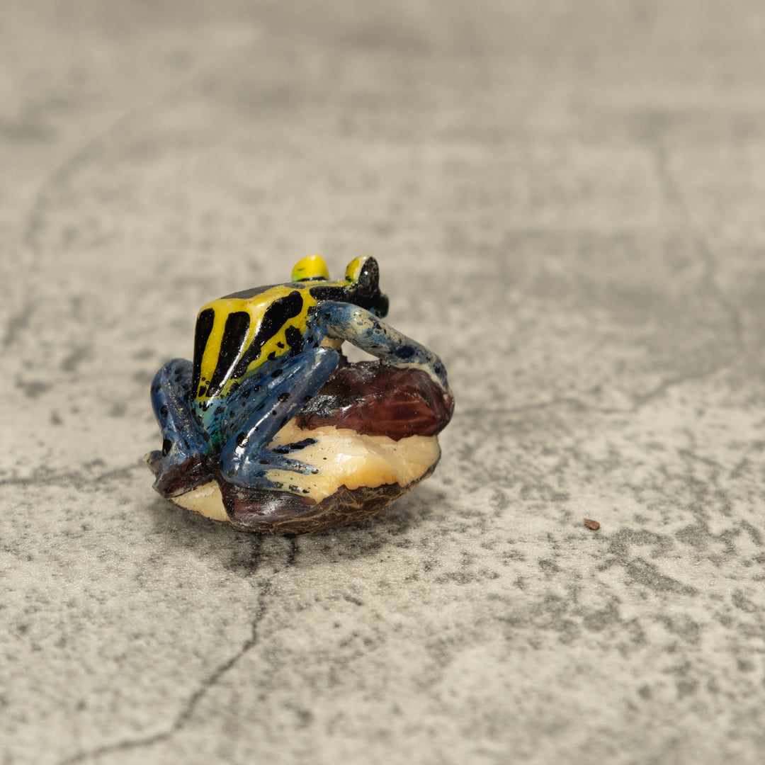Poison Dart Frog Tagua Nut Carving