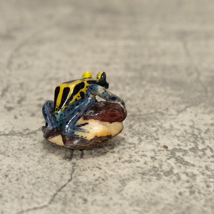 Poison Dart Frog Tagua Nut Carving
