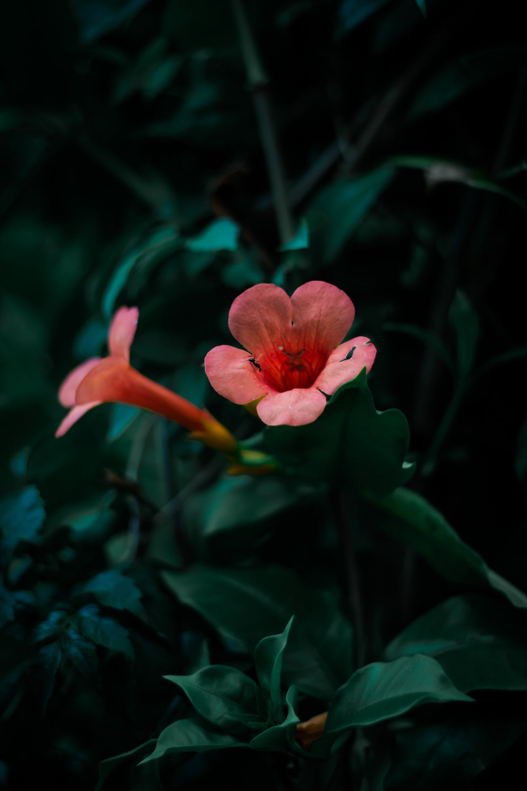 A close-up of a trumpet vine, used for basket making. The strong and flexible vine is harvested and processed to make durable baskets for various uses