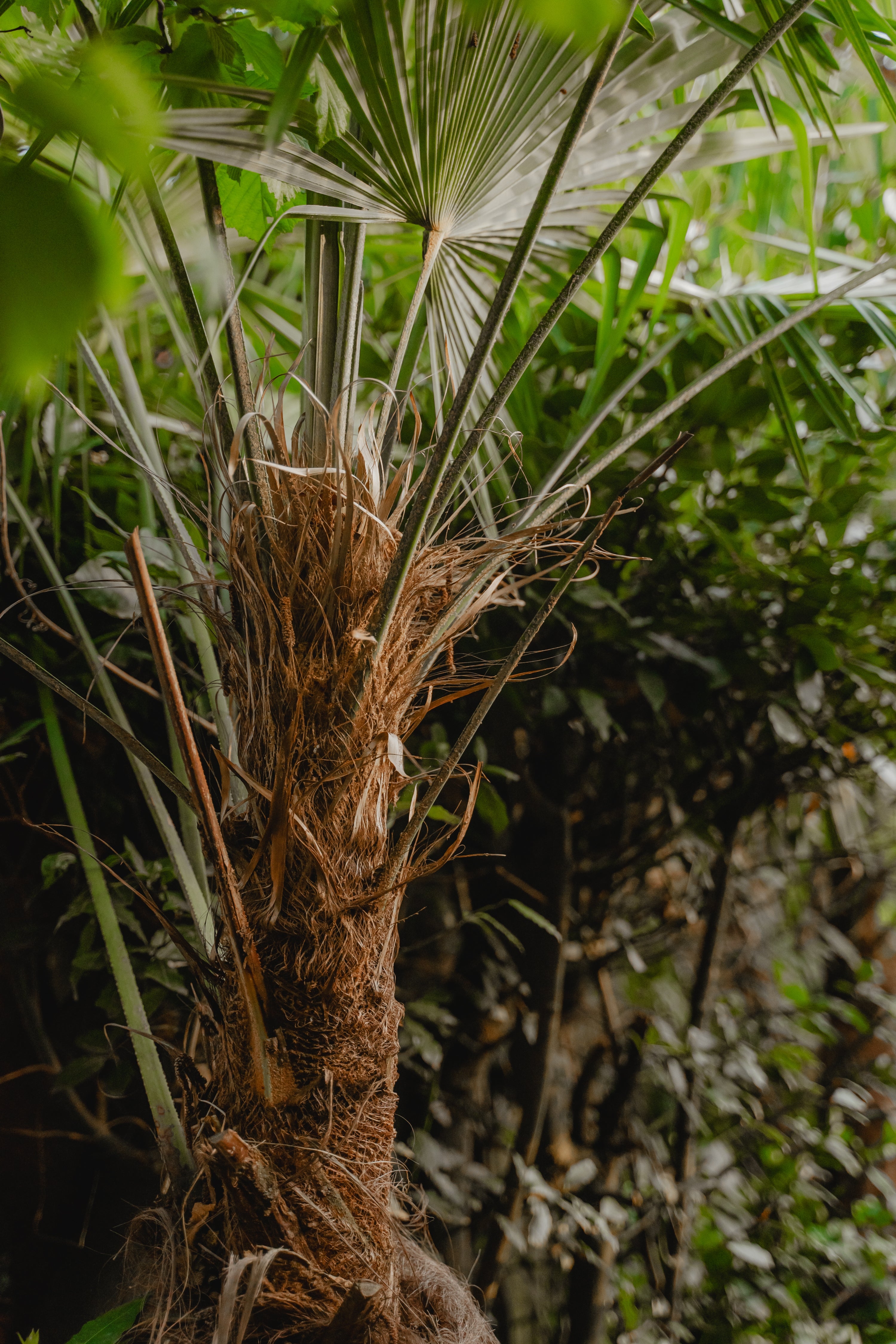 Red Eye Tortoise Basket Plate – TraderBrock