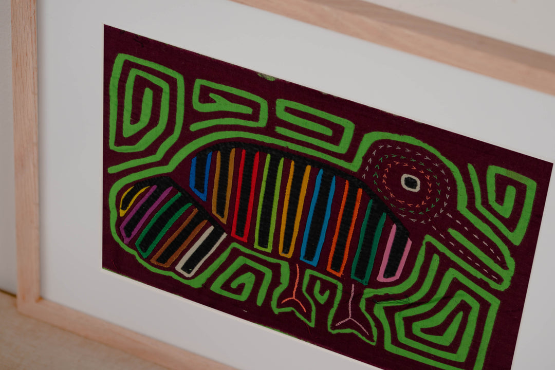 Maroon And Green Pigeon Mola