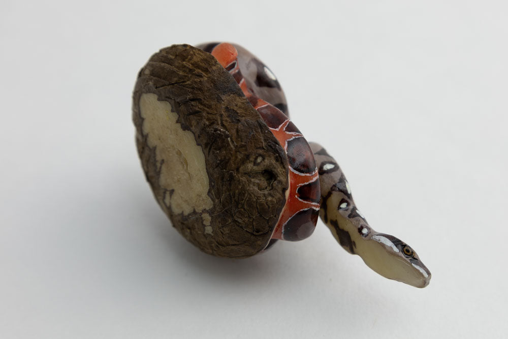 Wounaan Indian Boa Constrictor Snake Tagua Carving