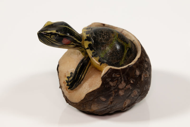 Tagua Turtle Carving