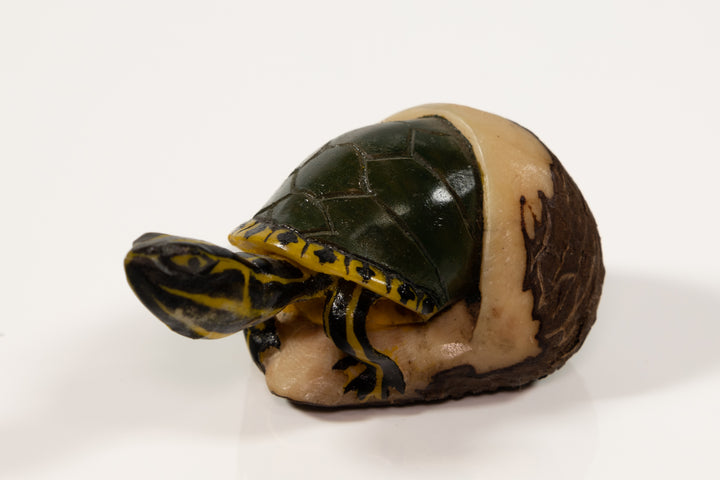 Tagua Turtle Carving