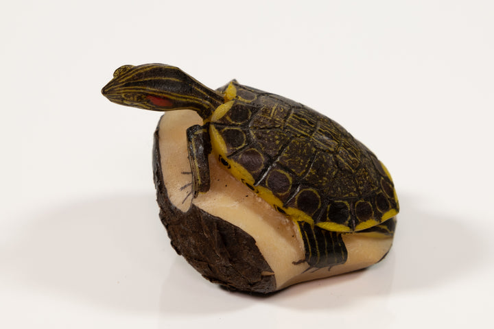 Tagua Turtle Carving